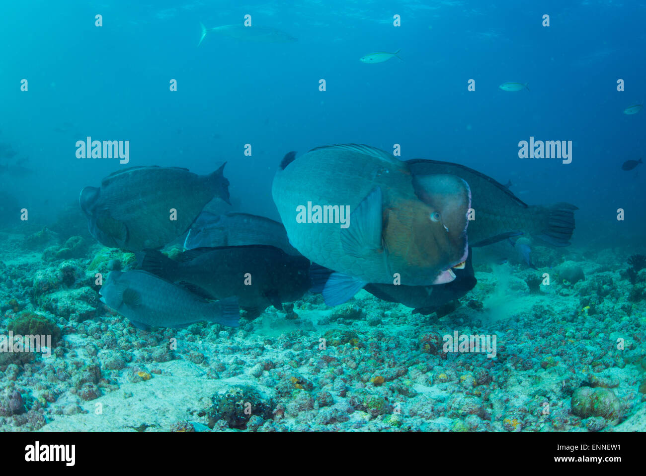 Group of bumped head parrotfish in Raja Ampat Indonesia Stock Photo