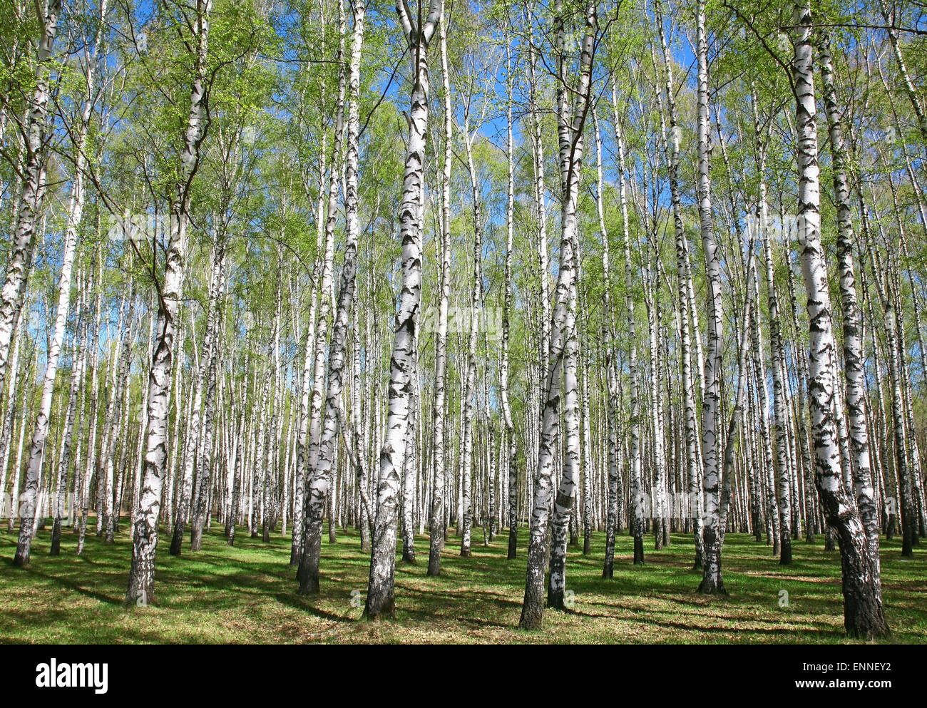 Spring birches with first greens on blue sky Stock Photo