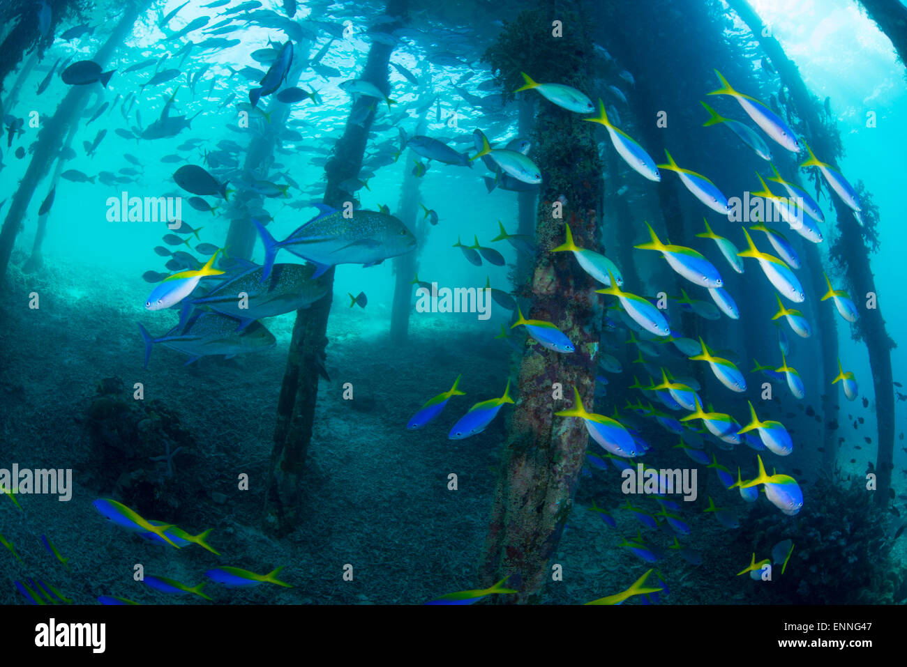 School of fish under the jetty of aerborek in Raja Ampat, Indonesia