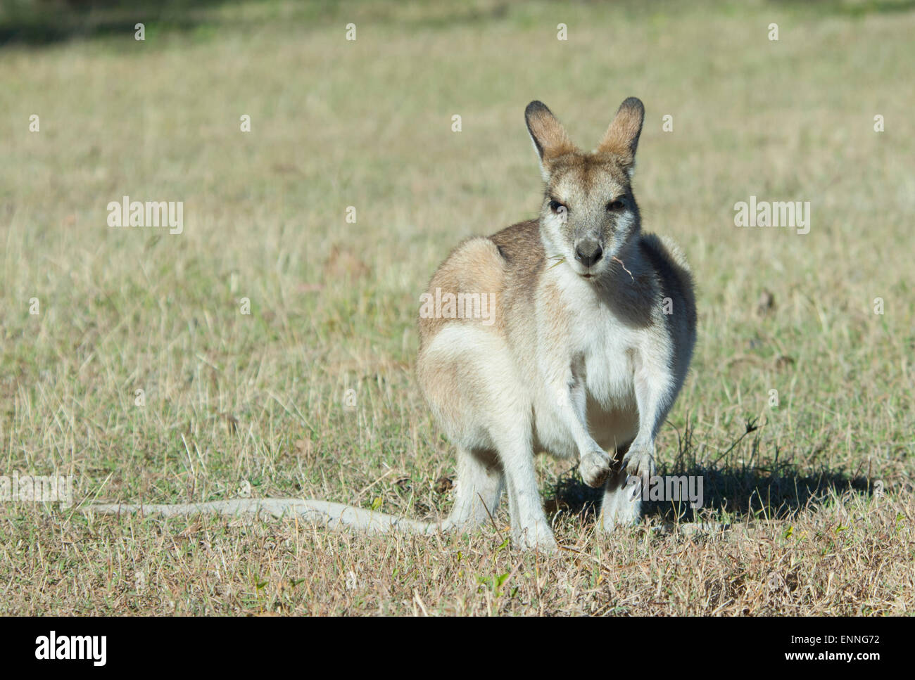 Agile Wallaby (Macropus agilis), Charnley River Station, Kimberley, Western Australia Stock Photo