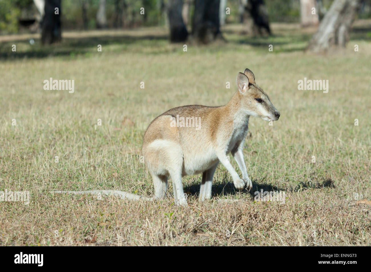 Agile Wallaby (Macropus agilis), Charnley River Station, Kimberley, Western Australia Stock Photo