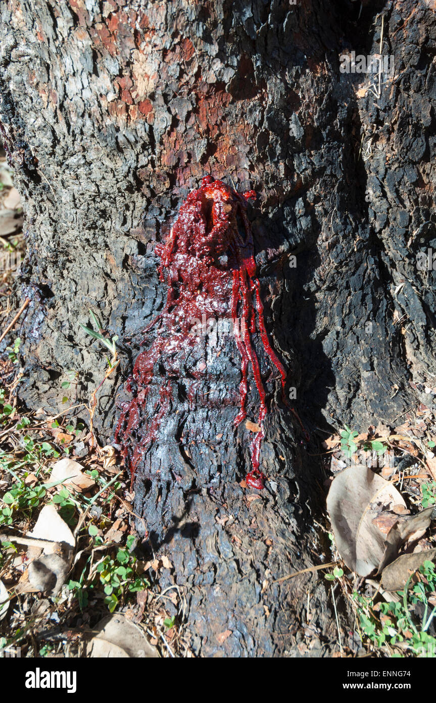 Bleeding Gum Tree, Charnley River Station, Kimberley, Western Australia