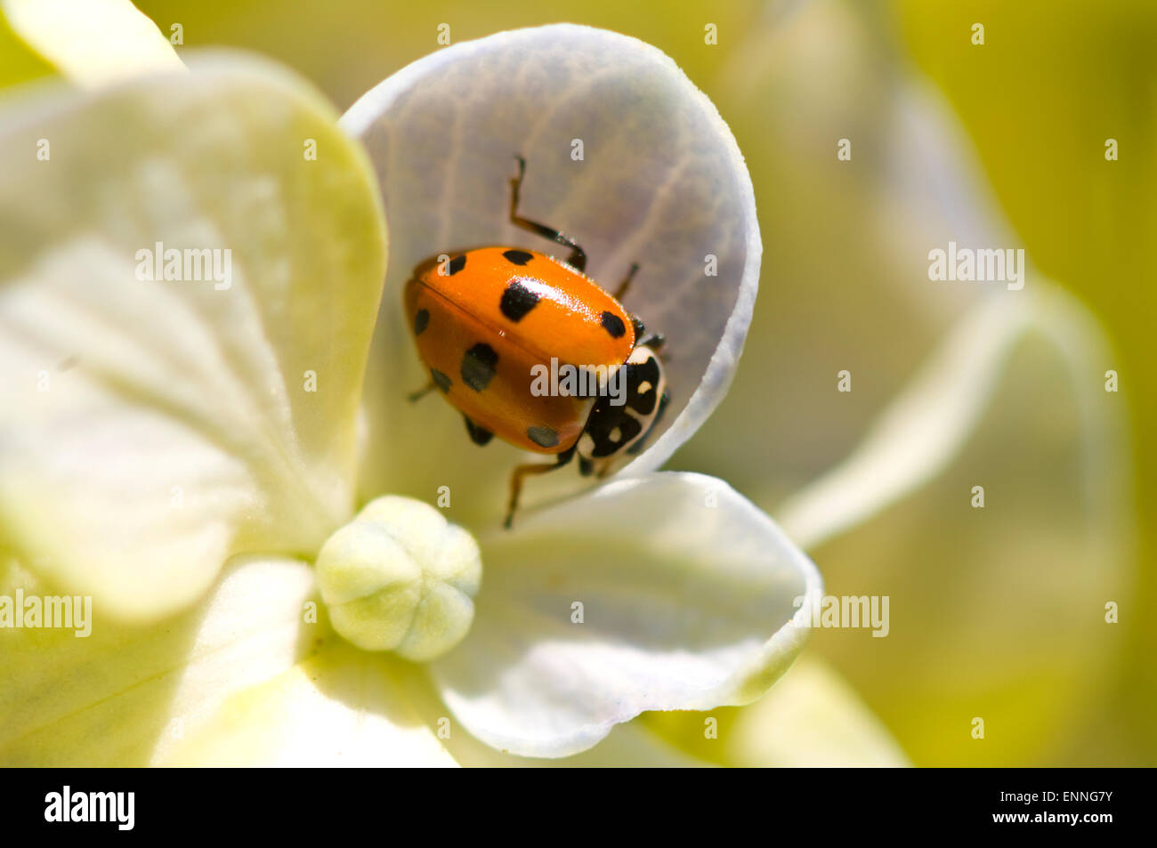 Adonis' Ladybird (Hippodamia variegata), Durras North, New South Wales, Australia Stock Photo