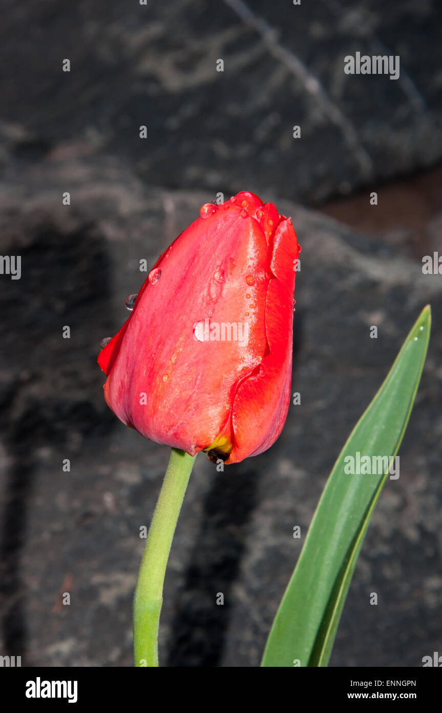 Spring blossoms red Tulip flower after the rain Stock Photo - Alamy