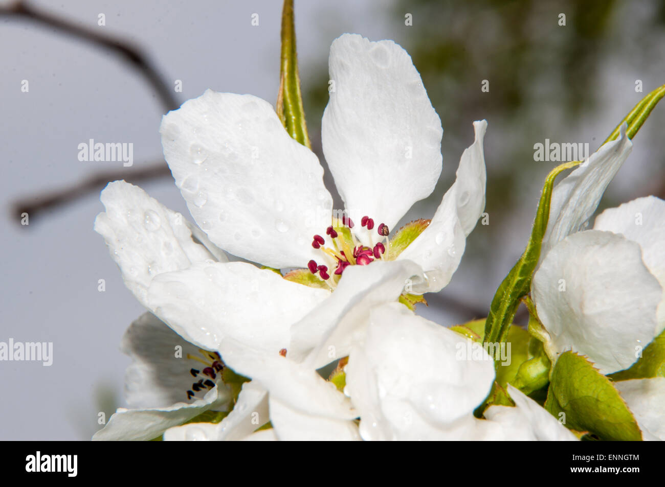 Spring Flowers of the Appletree after the rain Stock Photo Alamy