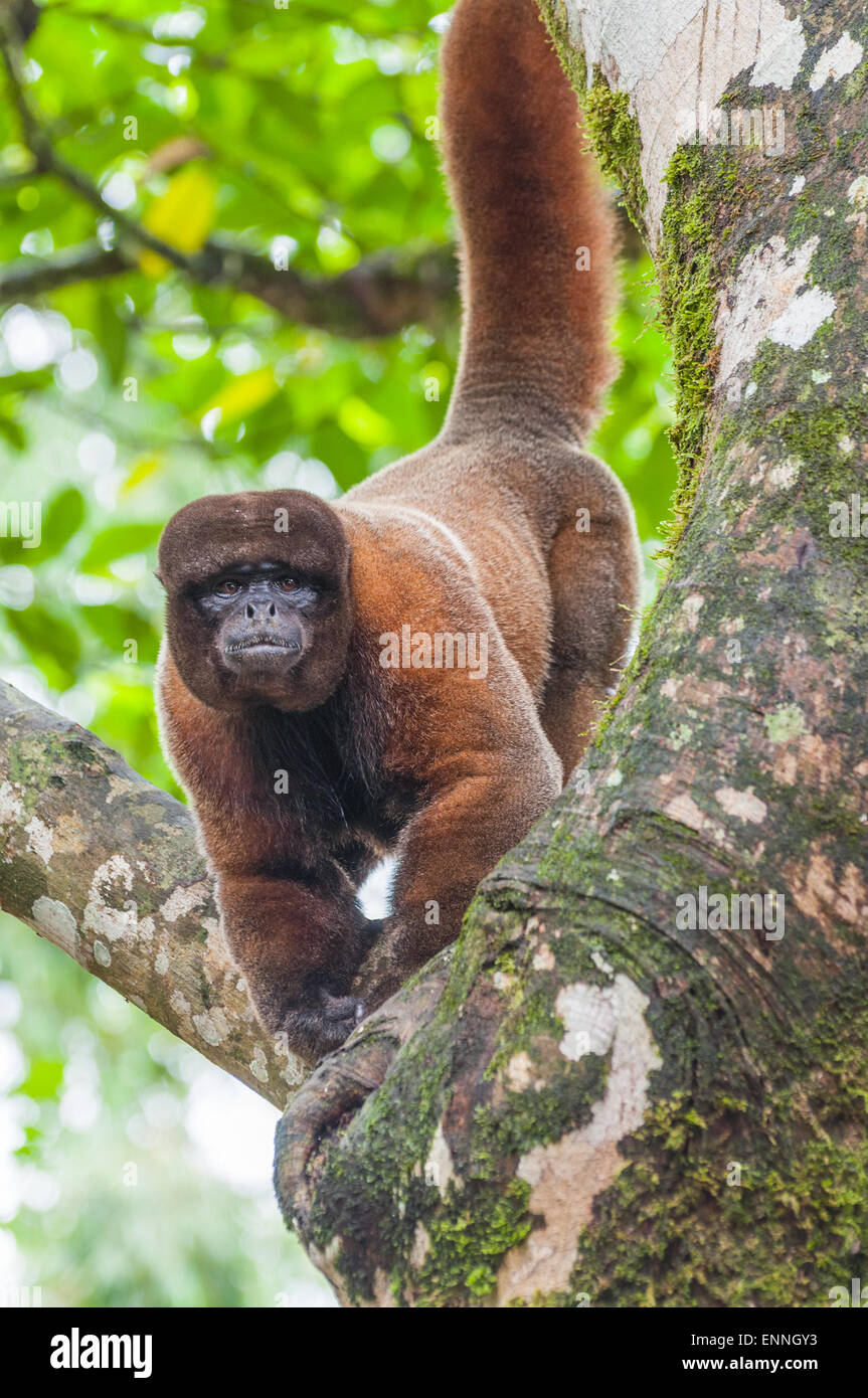 Wooly Monkey in the Amazonia, Archedona, Ecuador Stock Photo