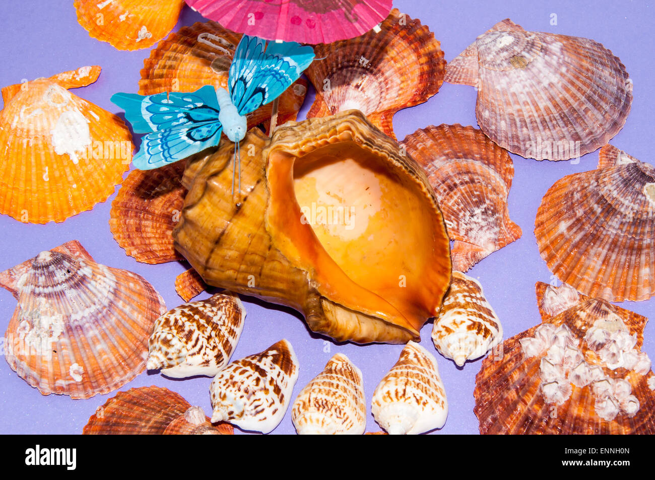 Seashell ocean sea shells hi-res stock photography and images - Alamy