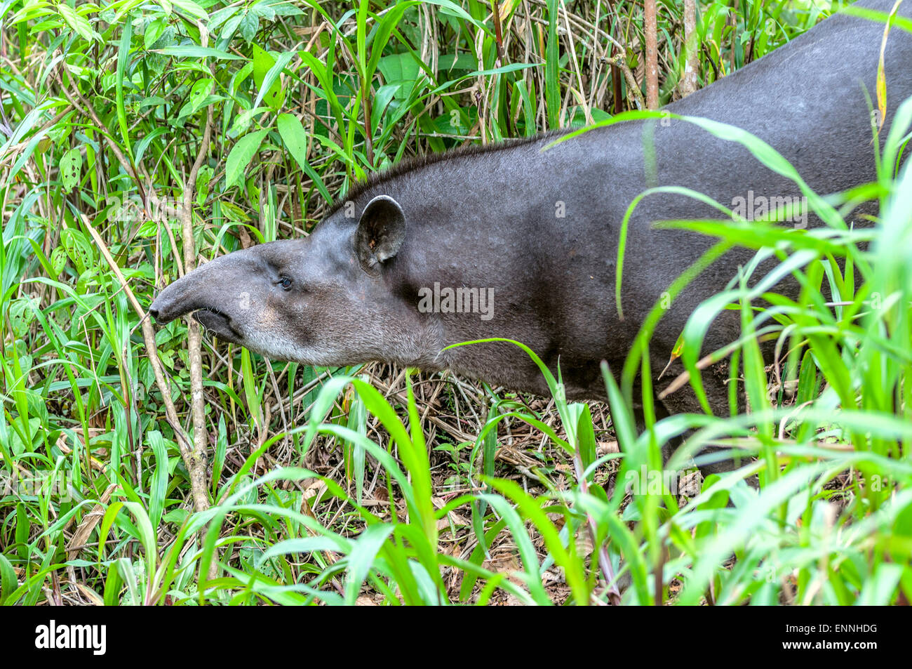 Tapir head and shoulders profile on a background of lush green fresh grass, ecuadorian Amazonia Stock Photo