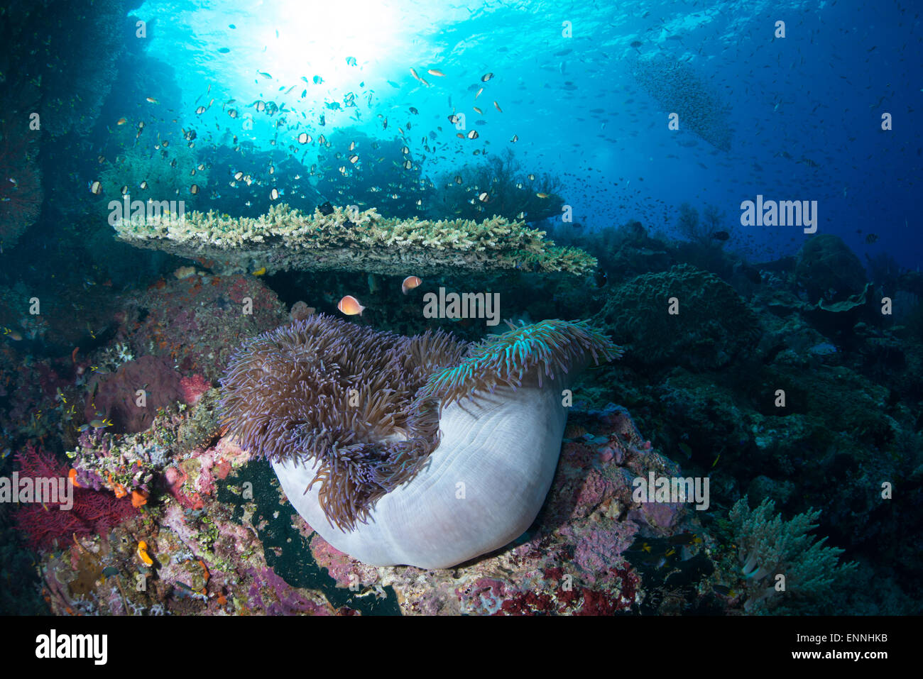 Underwater Coral scene with colorful corals  and small fish of many kinds taken in Raja Ampat, Indonesia Stock Photo