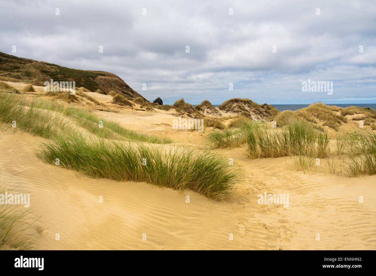 Grassy sand dunes in Sandfly Bay, Otago Peninsular, South Island, New Zealand Stock Photo