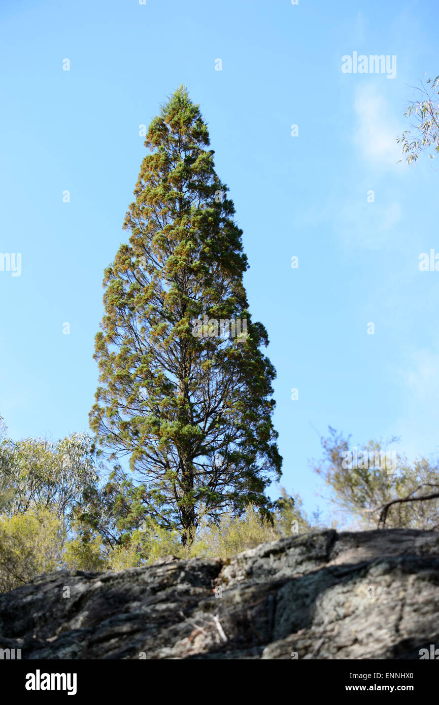 Rare Cypress Pine (Callitris endlicheri), Wollemi National Park, New South Wales, Australia Stock Photo