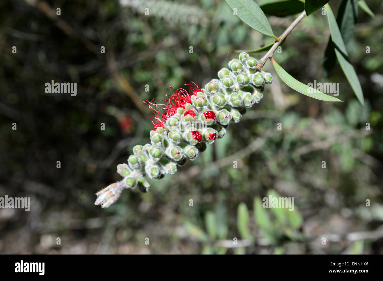 Lemon Bottlebrush (Callistemon citrinus), Wollemi National Park, New South Wales, Australia Stock Photo