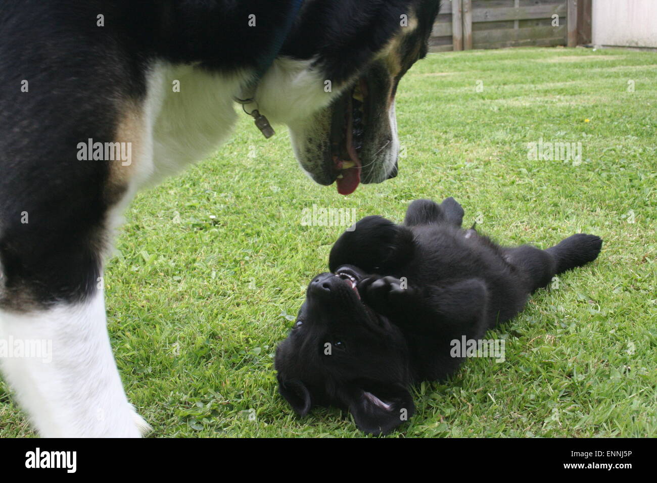 Dog meeting hi-res stock photography and images - Alamy