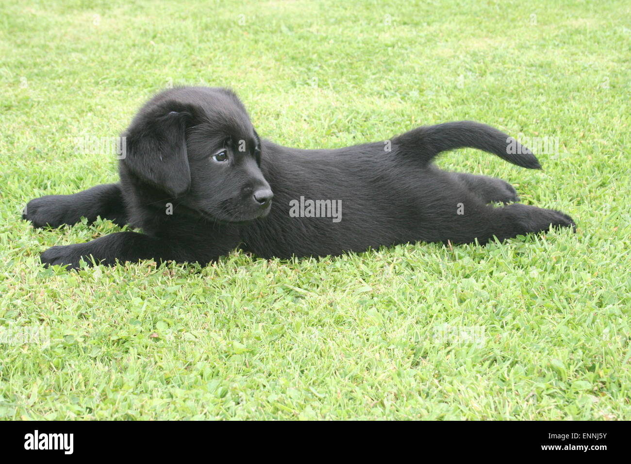 Labrador puppy lying on a lawn Stock Photo Alamy