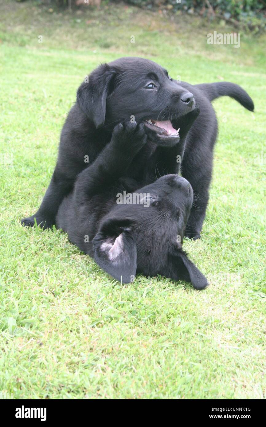 Two black labrador puppies wrestling in the garden Stock Photo - Alamy
