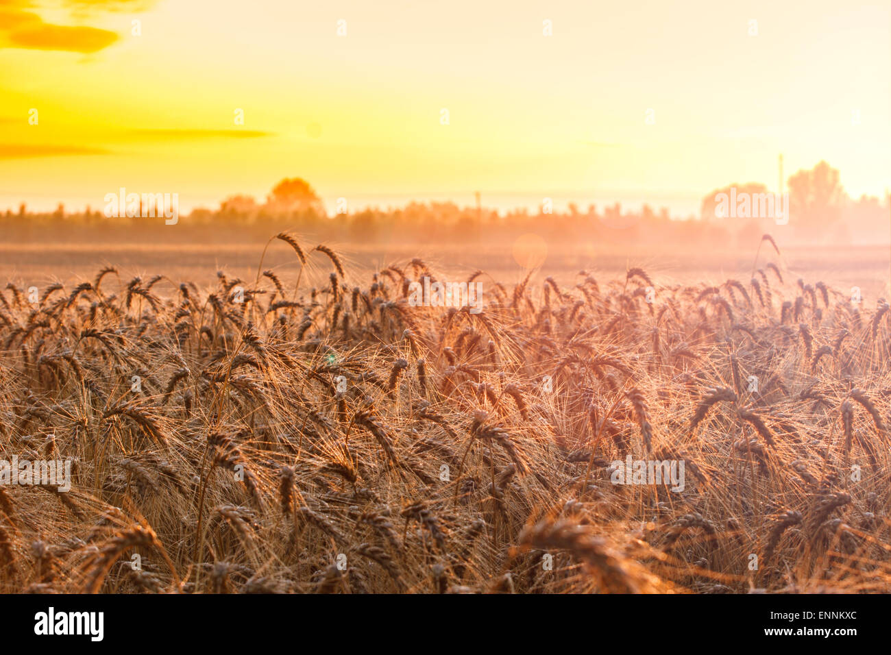 Wheat field ready for harvest growing in a farm field Stock Photo Alamy