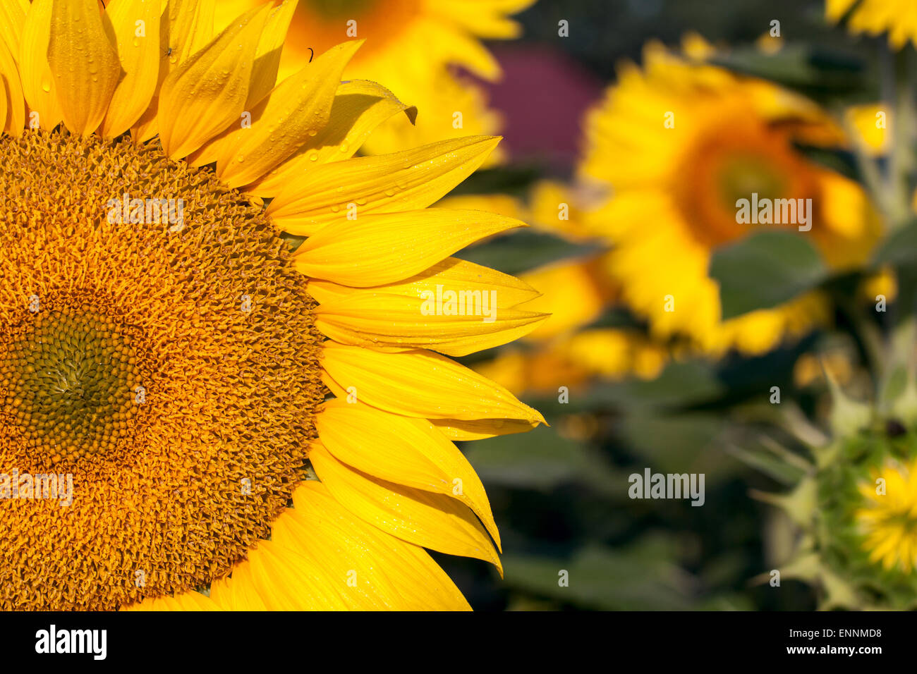 Close up of sunflower on field Stock Photo - Alamy