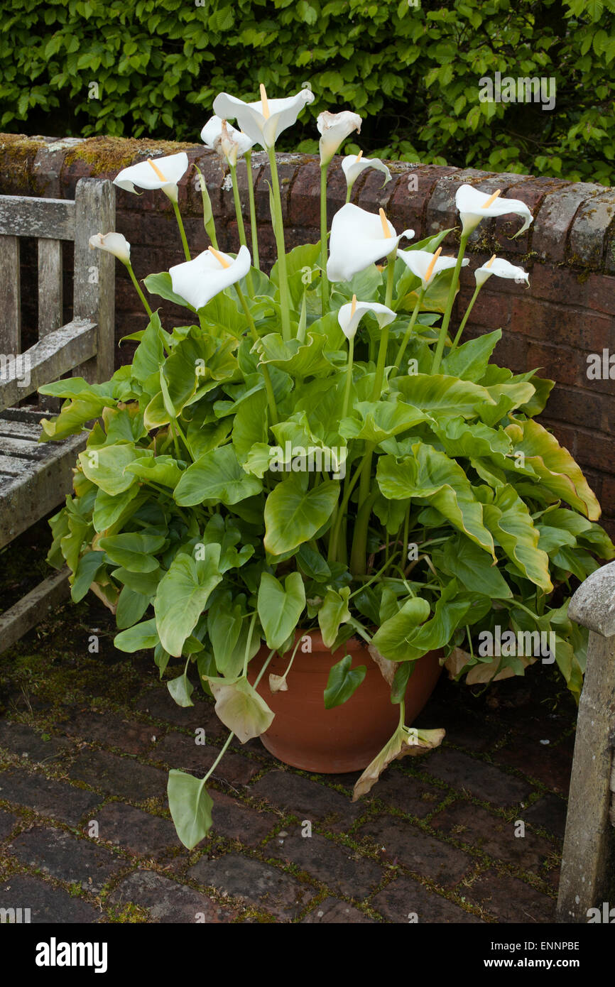 Calla aethiopica  or Arum Lily in a container at RHS Gardens Rosemoor Devon Stock Photo