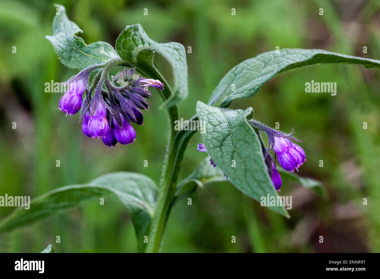 Common Comfrey, Symphytum officinale, stalk with flowers Stock Photo