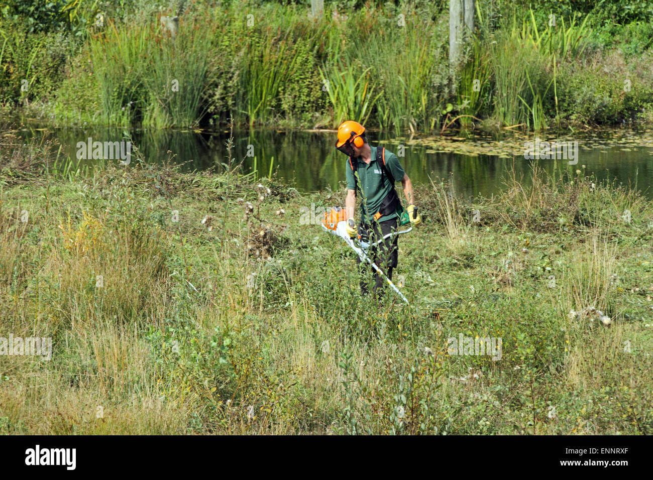 Worker strimming back weeds on a nature reserve. Stock Photo