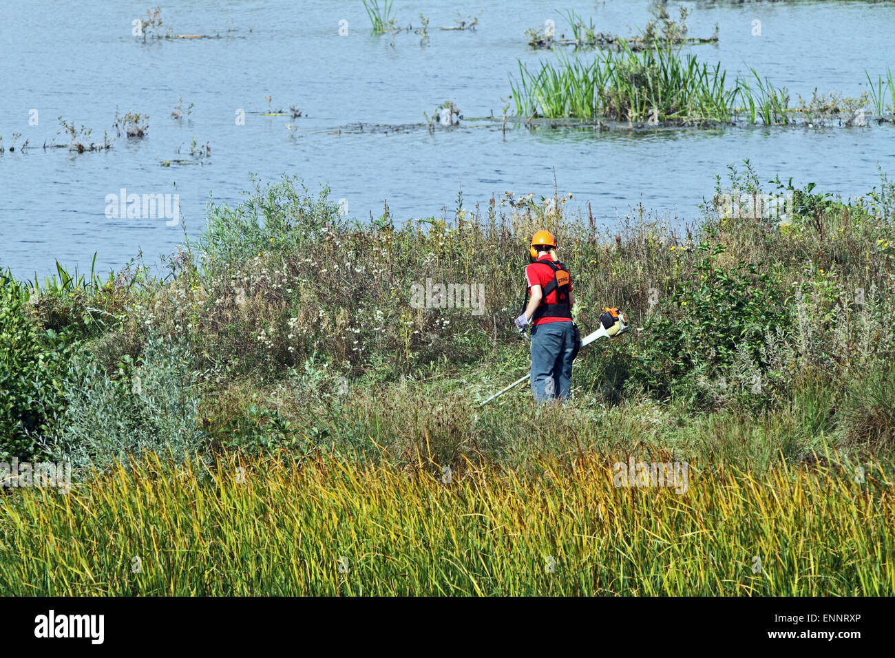 Worker strimming back weeds on a nature reserve. Stock Photo