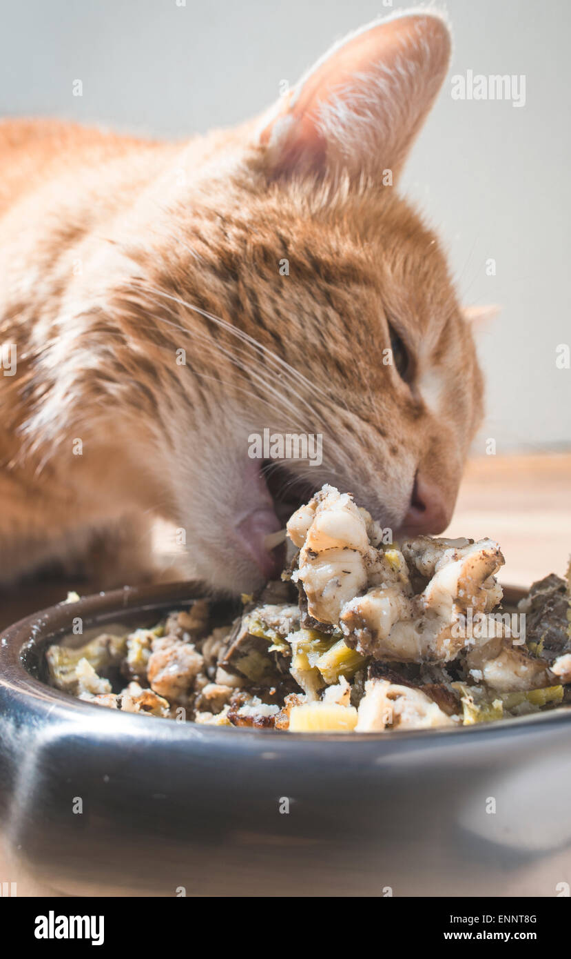 Orange cat eating in the floor Stock Photo Alamy