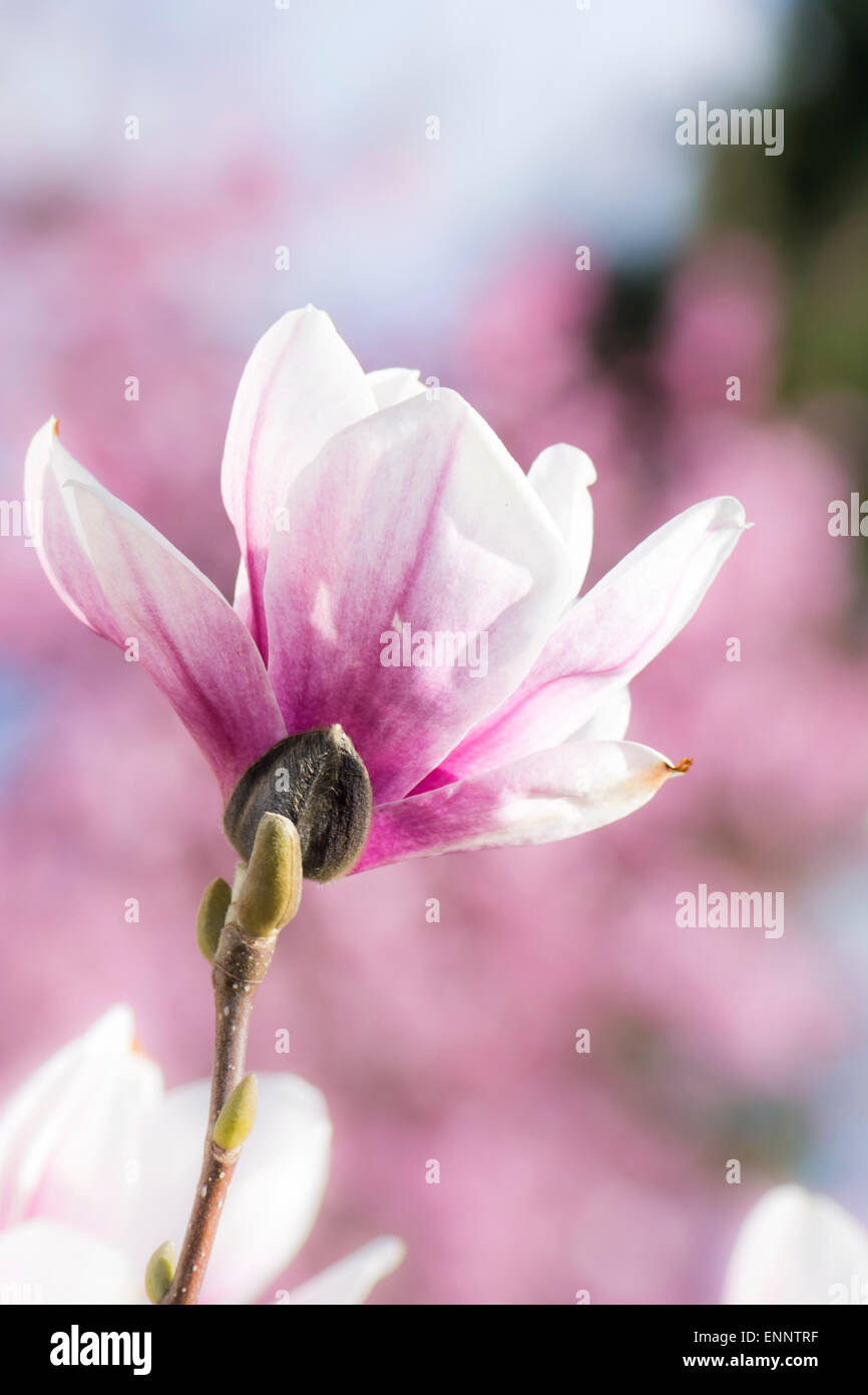 Pink blossom of a magnolia tree Stock Photo - Alamy