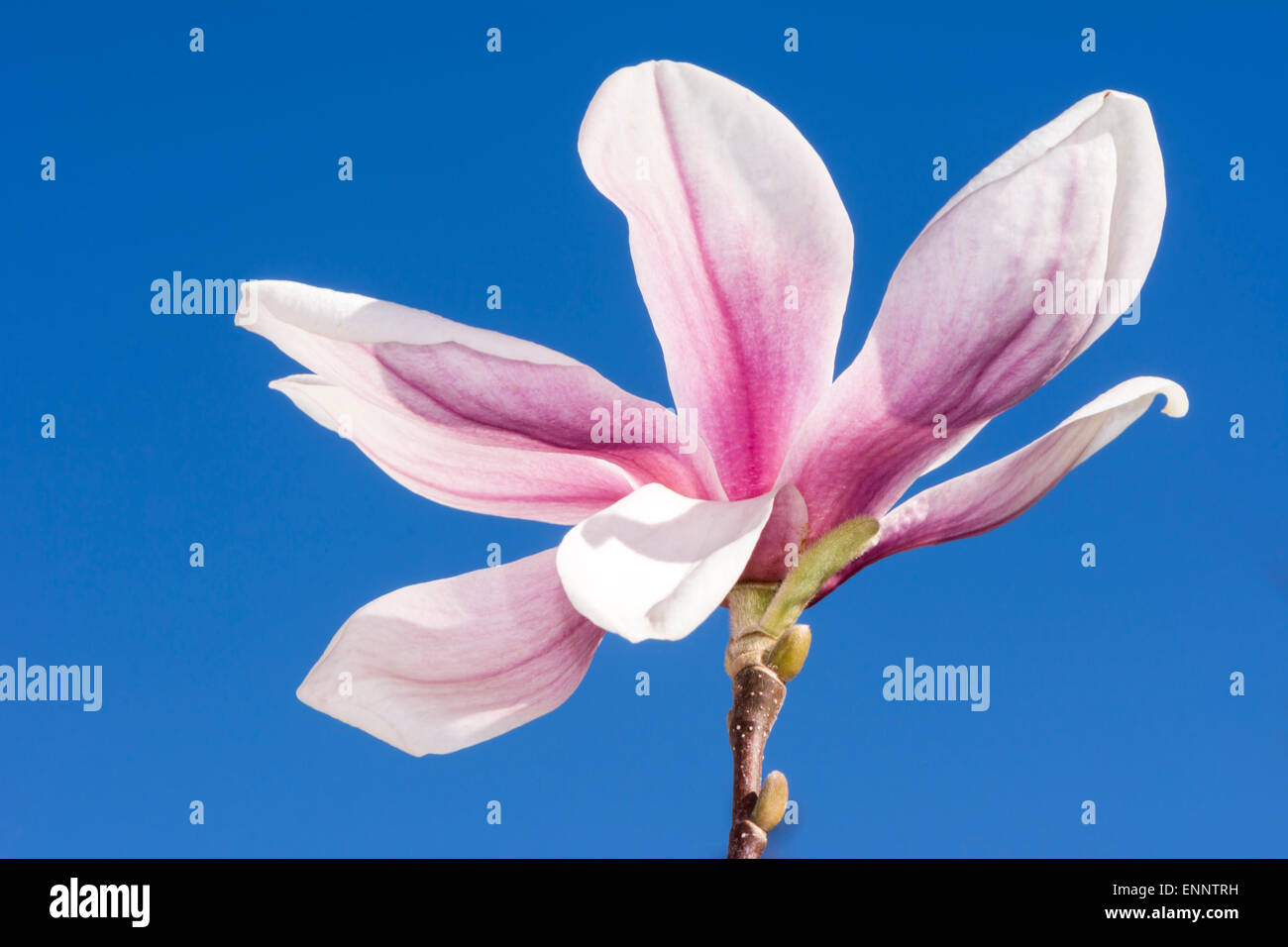 Pink blossom of a magnolia tree Stock Photo - Alamy