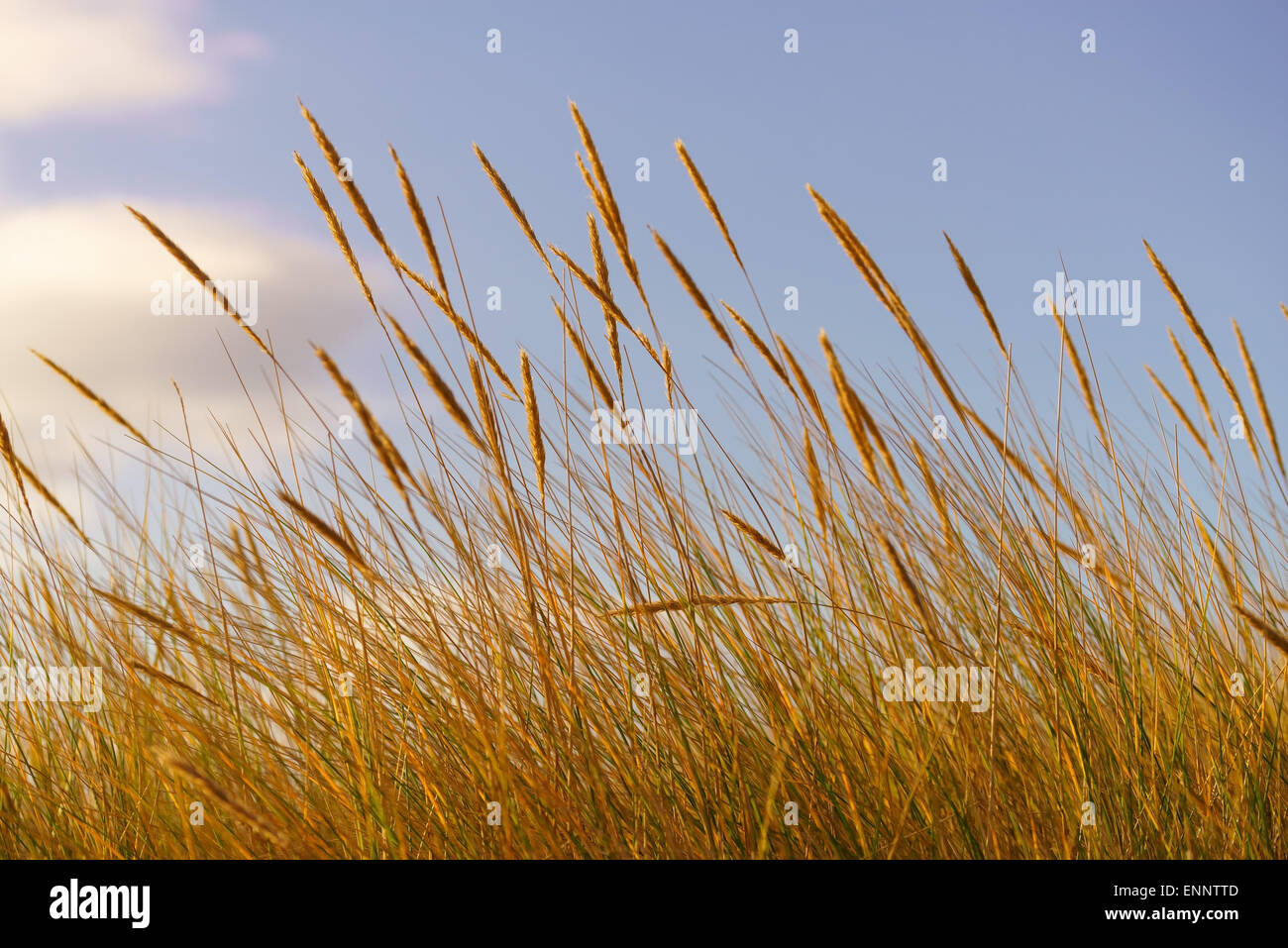 Marram grass seed heads on sand dunes in Scotland. Stock Photo
