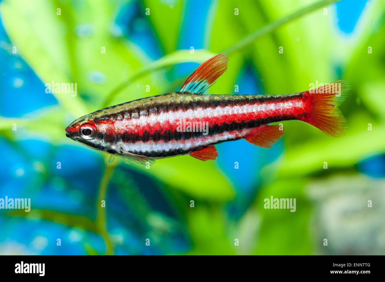 Nice aquarium fish from genus Nannostomus. Stock Photo