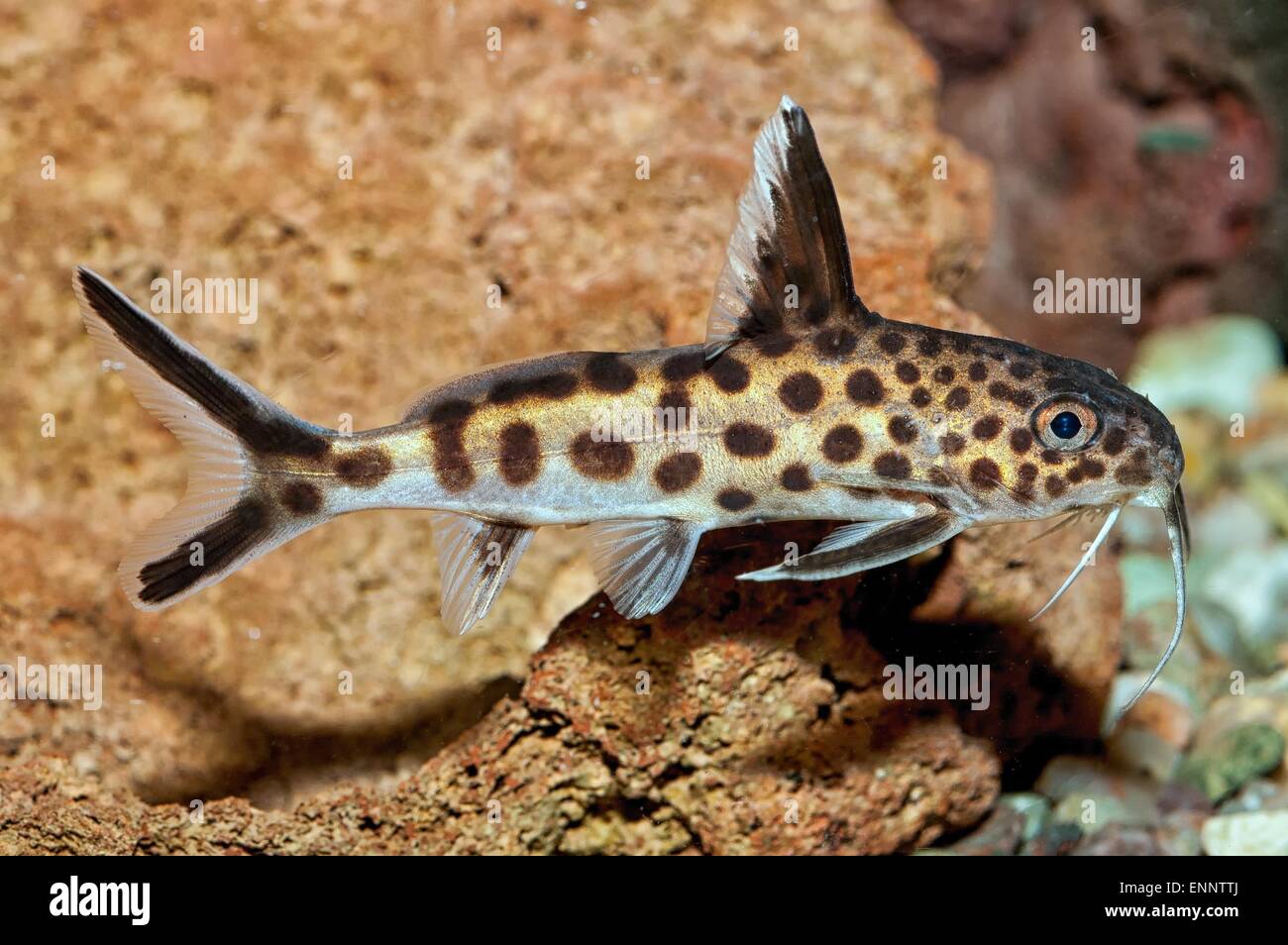 Tropical freshwater aquarium fish from genus Synodontis. Stock Photo