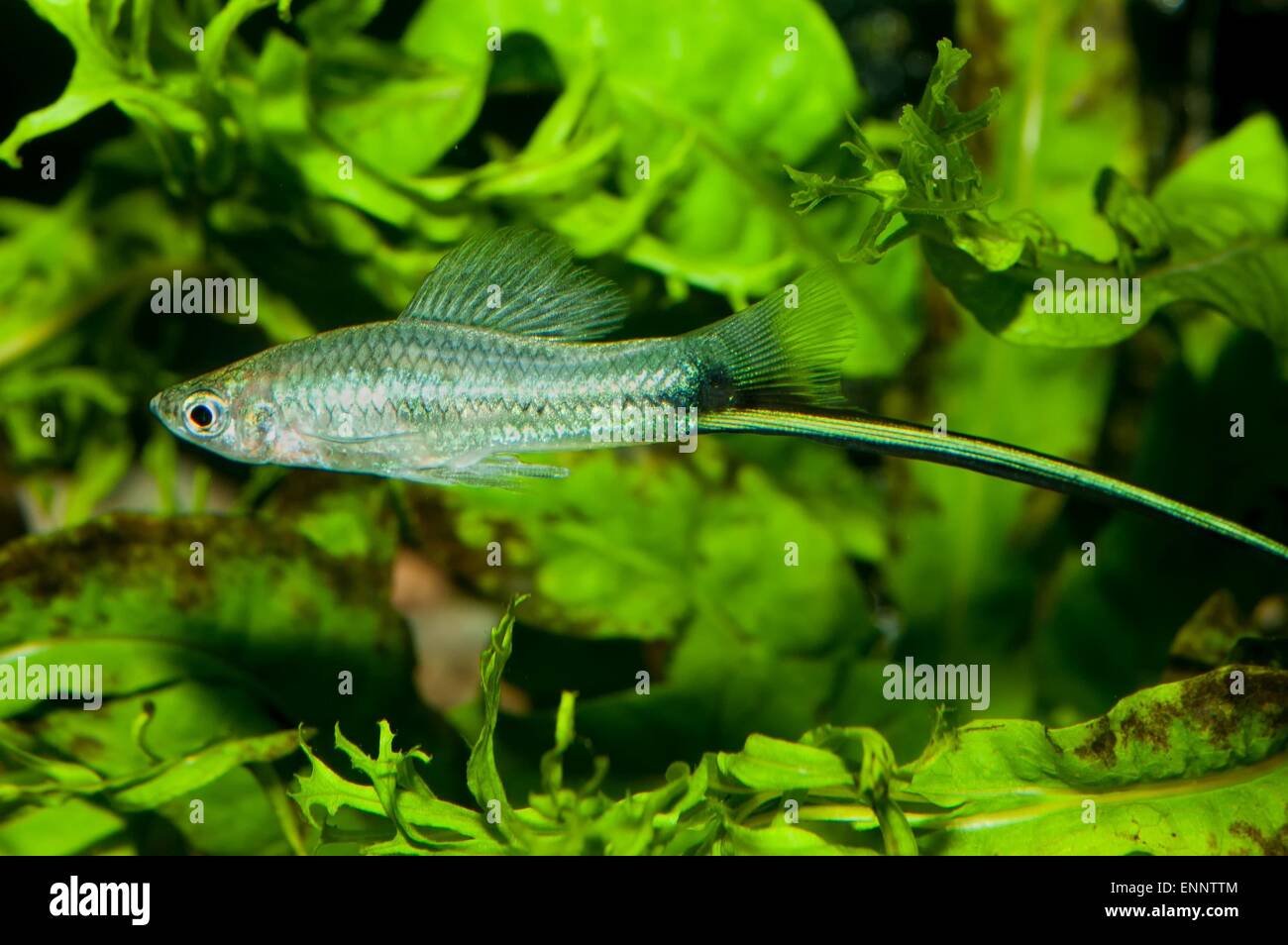 Tropical freshwater aquarium fish from genus Xiphophorus. Stock Photo