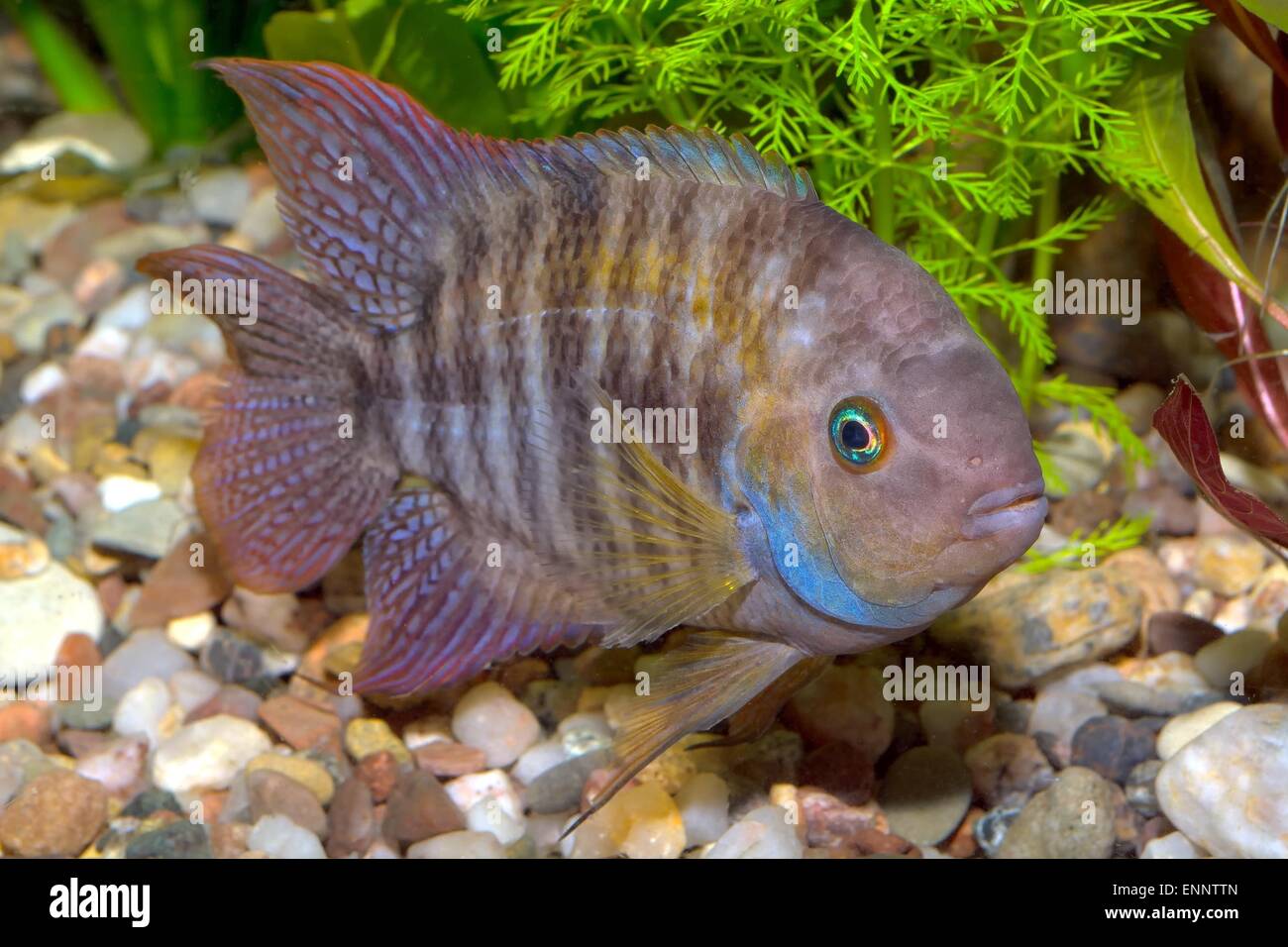 Tropical freshwater aquarium fish from genus Cryptoheros. Stock Photo