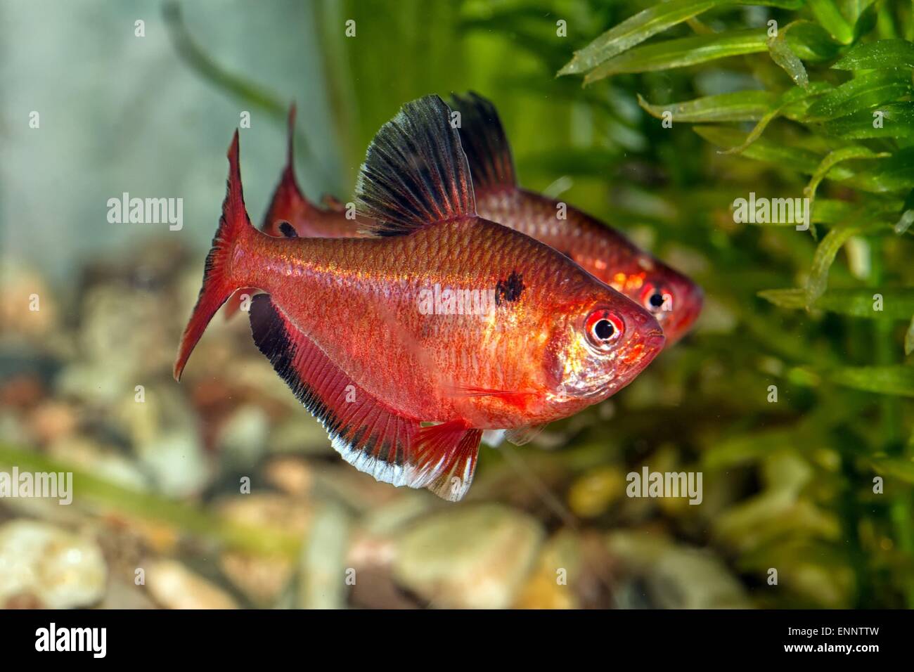 Tropical freshwater aquarium fish from genus Hyphessobrycon. Stock Photo
