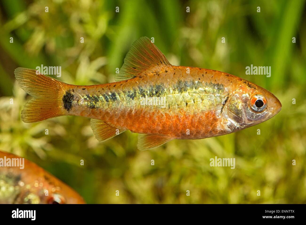 Tropical freshwater aquarium fish from genus Puntius. Stock Photo