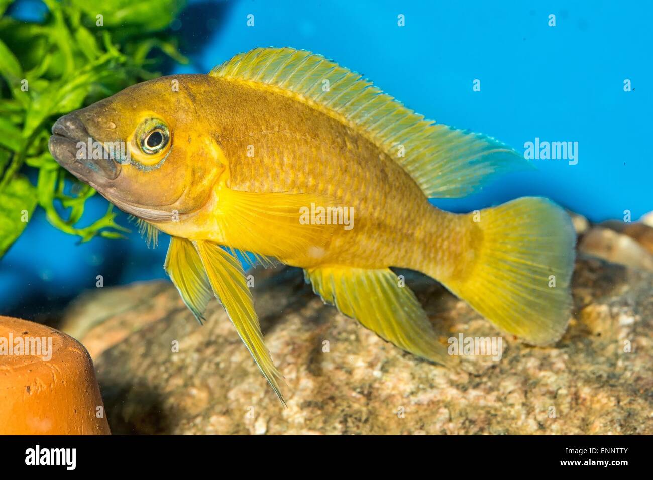 Tropical freshwater aquarium fish from genus Neolamprologus. Stock Photo