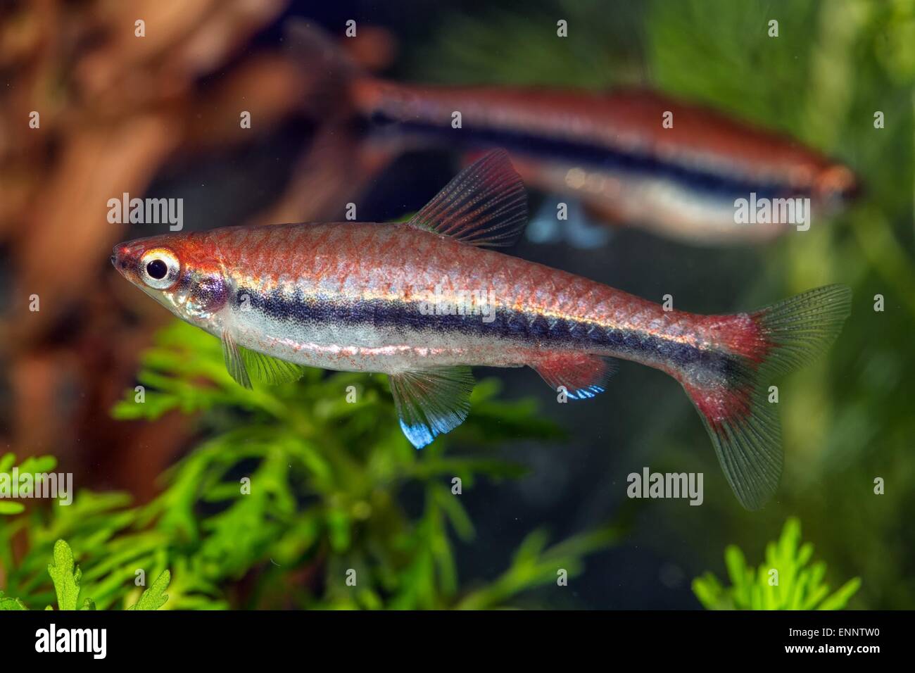 Tropical freshwater aquarium fish from genus Nannostomus. Stock Photo