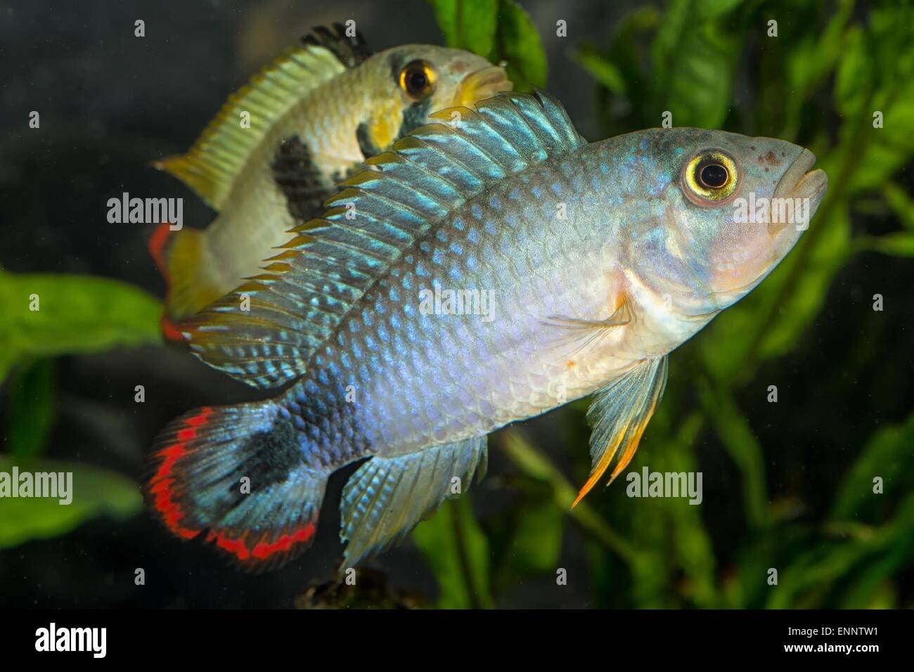 Tropical freshwater aquarium fish from genus Apistogramma. Stock Photo