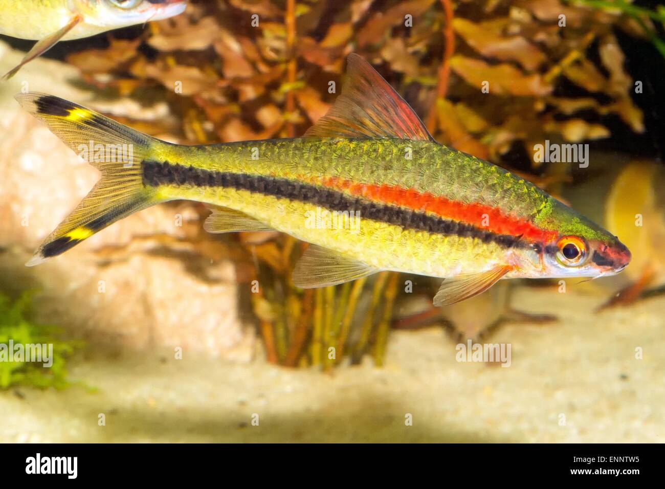 Tropical freshwater aquarium fish from genus Puntius. Stock Photo