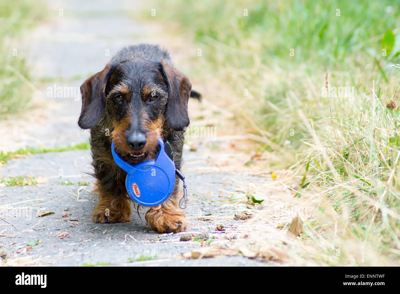 A dog with a blue leash in his mouth Stock Photo Alamy