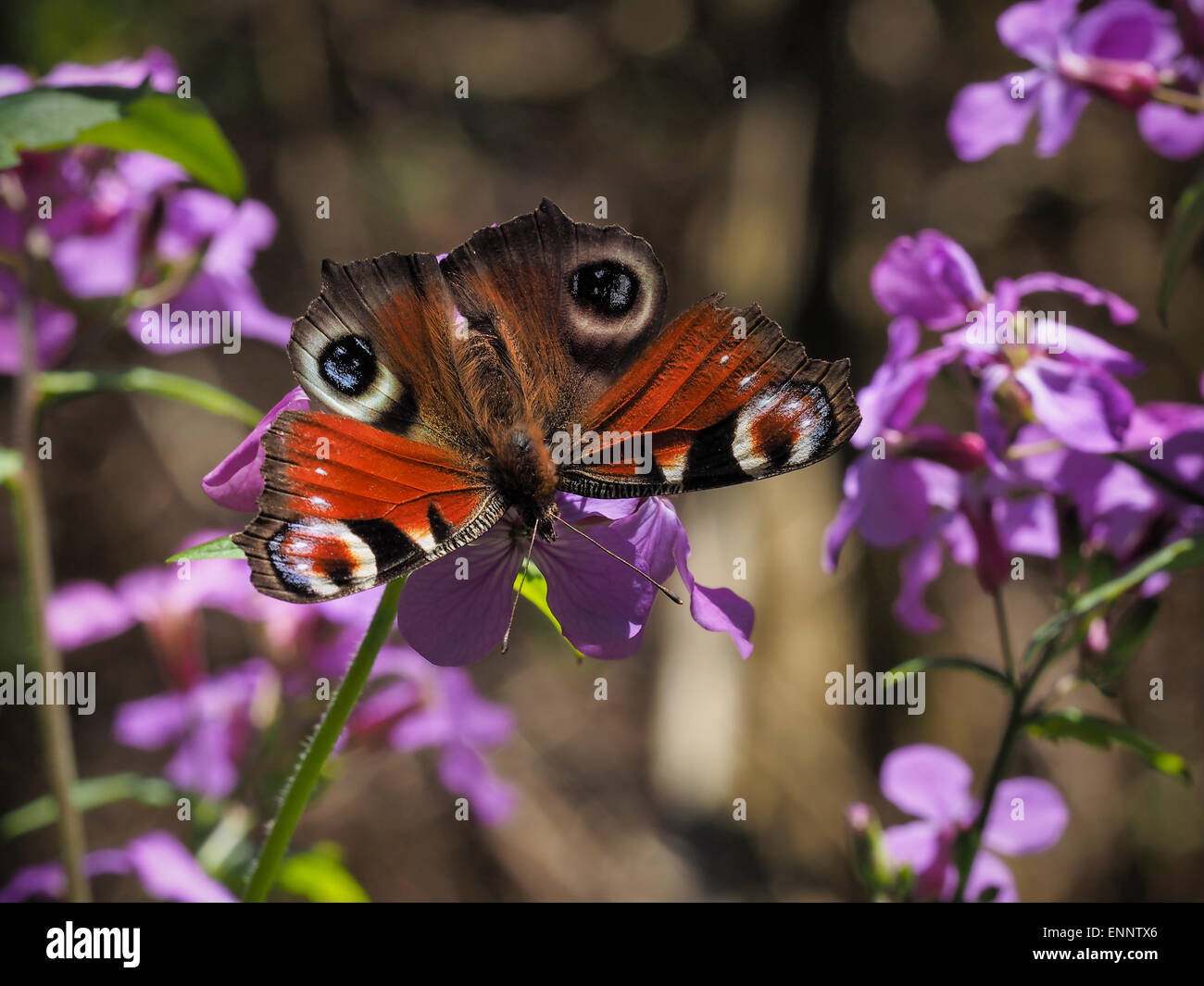 Peacock butterfly on wild radish flower in wood Stock Photo - Alamy