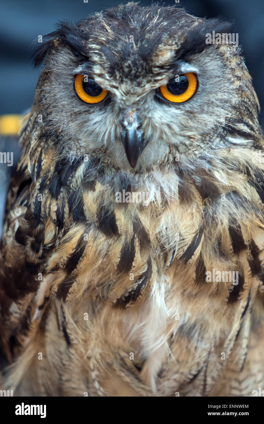 York Bird of Prey Centre