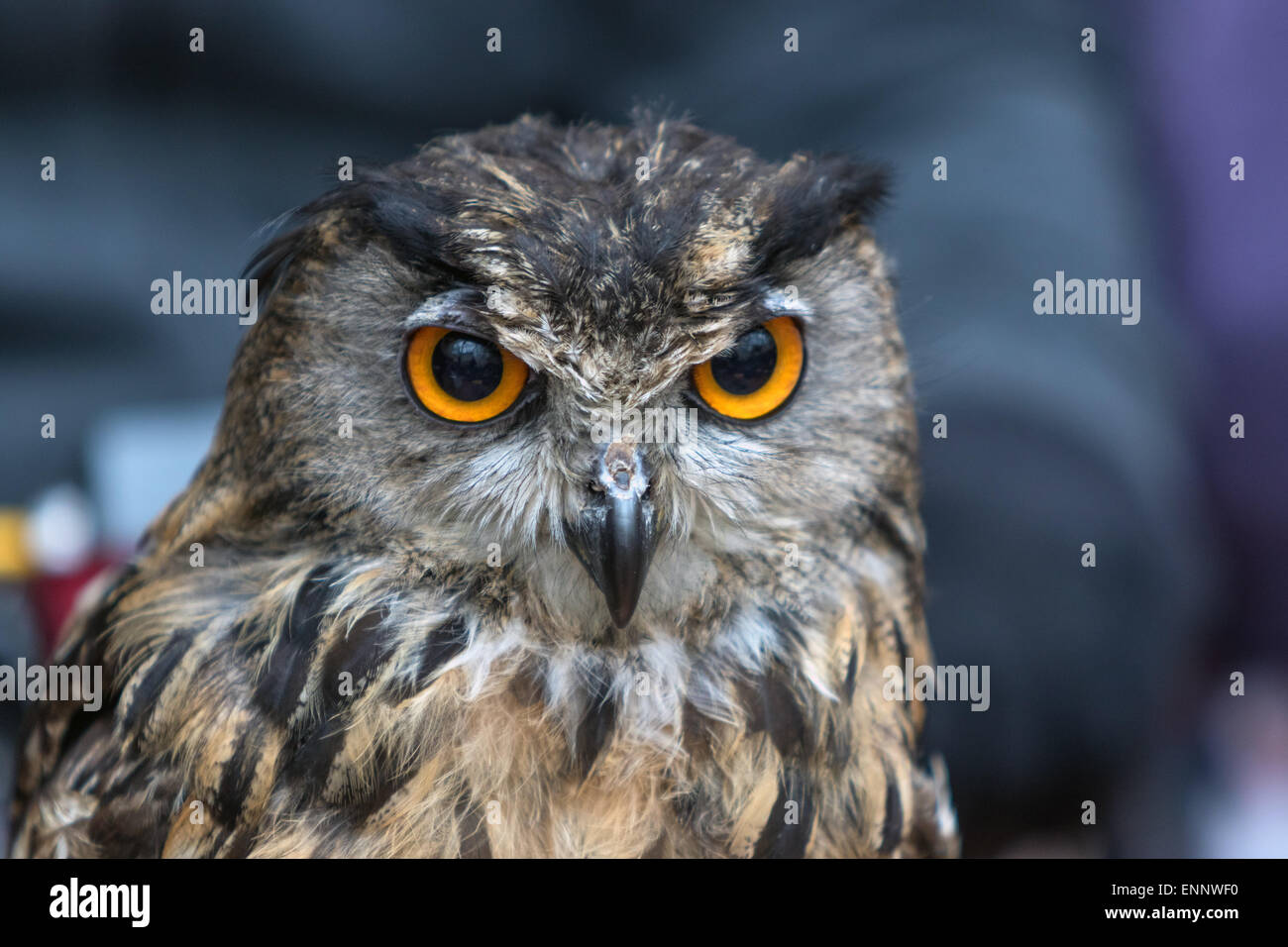 York Bird of Prey Centre. 