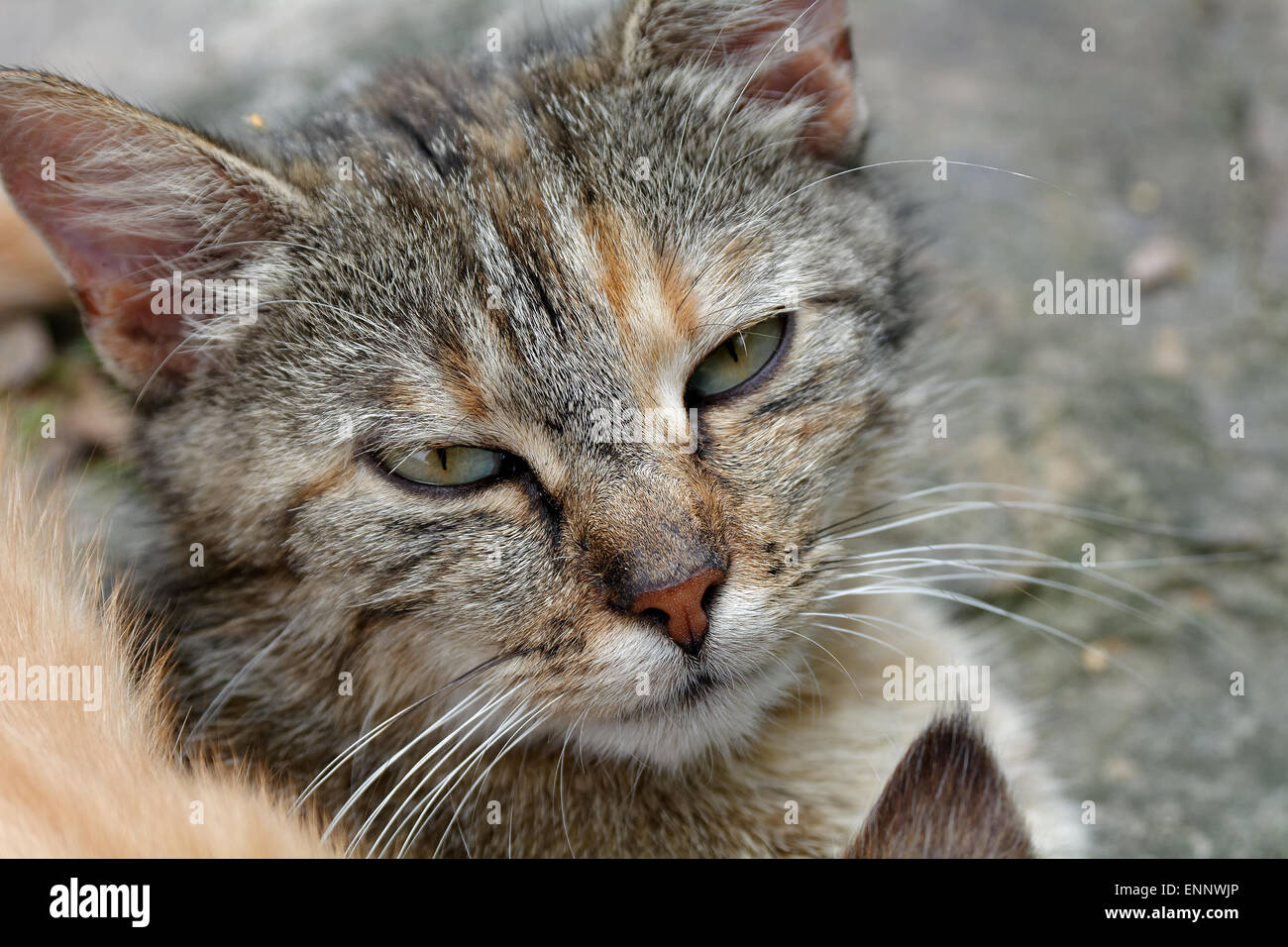 Portrait of moray kitten with halfclosed eyes Stock Photo Alamy