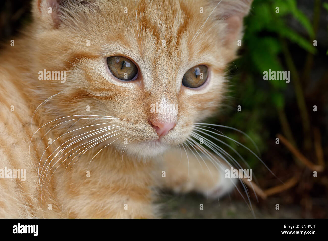 Rusty Kitten Nice portrait of rusty kitten with nice eyes Stock Photo - Alamy
