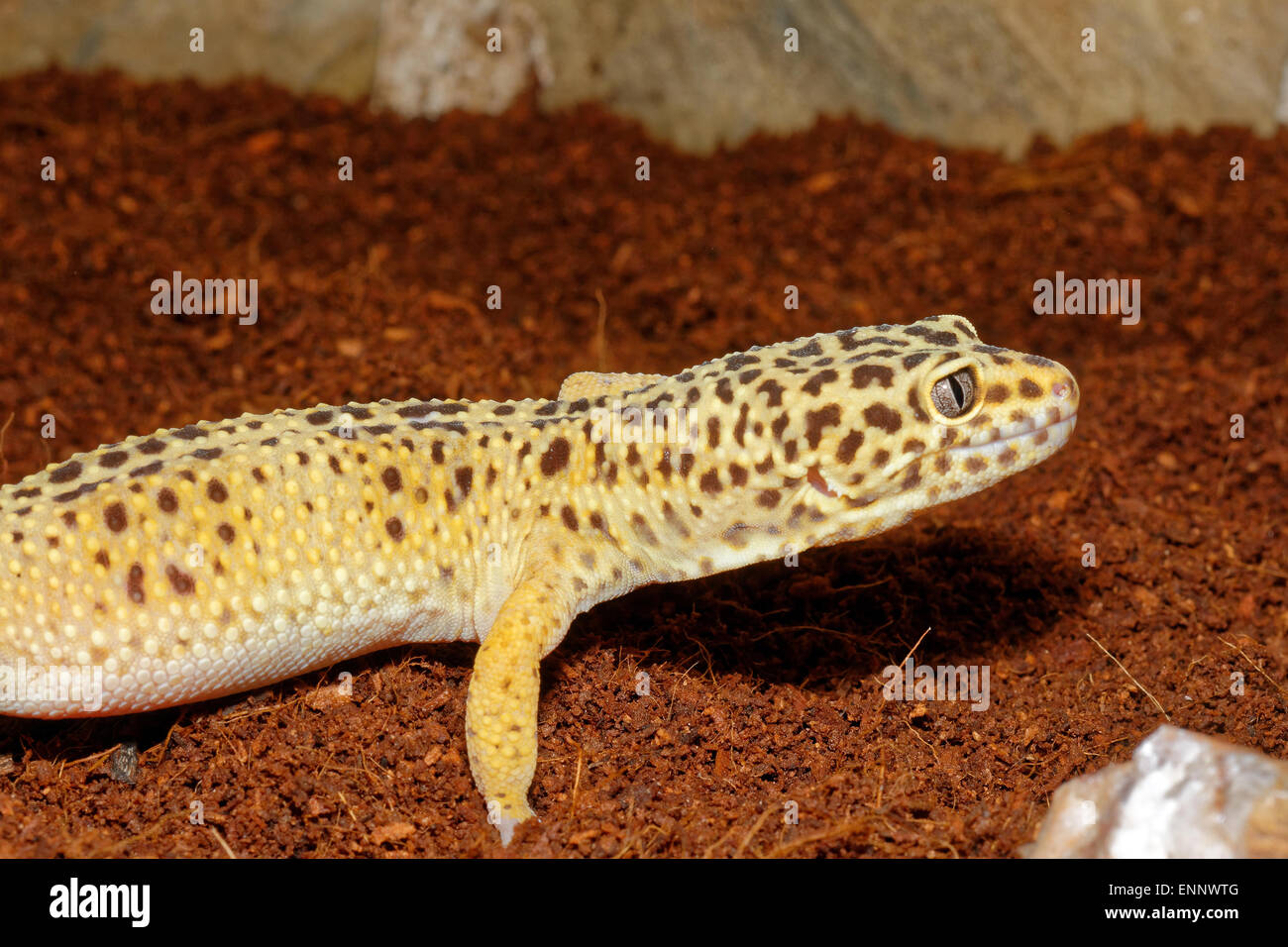 Detail of leopard gecko on a brown background Stock Photo - Alamy
