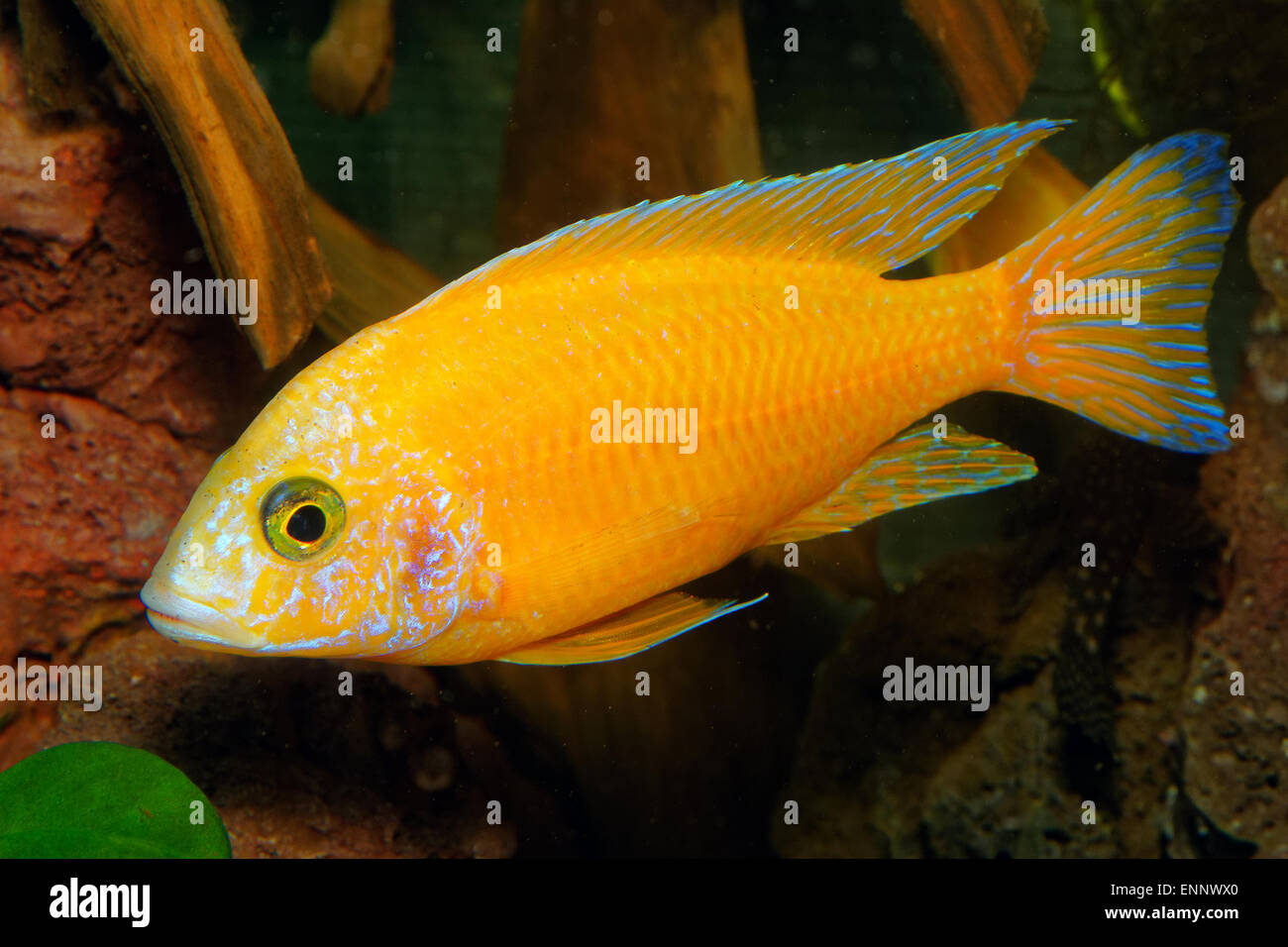 Male of cichlid fish from genus Aulonocara. Stock Photo
