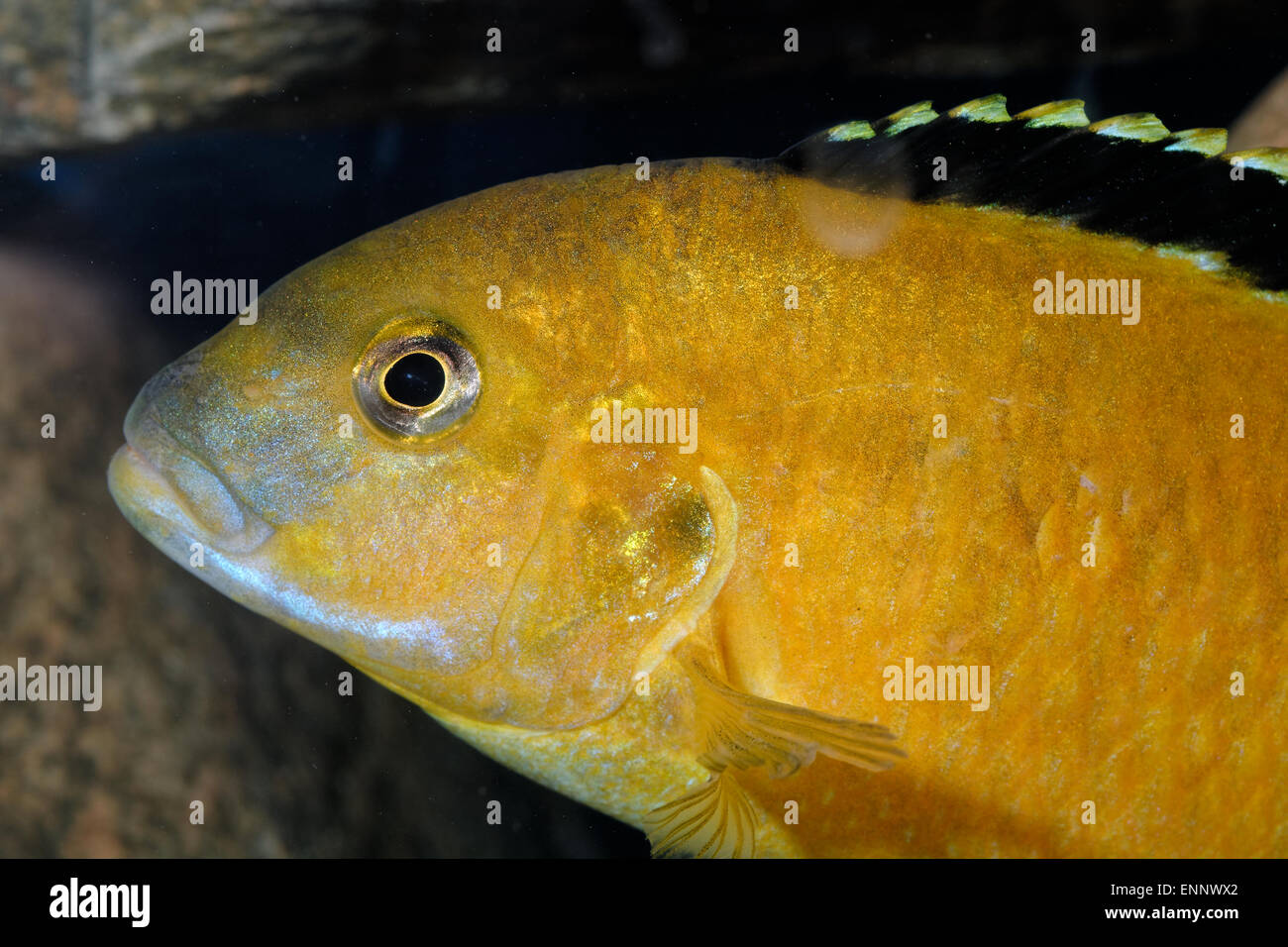 Nice portrait of yellow mouthbrooder of genus Labidochromis. Stock Photo