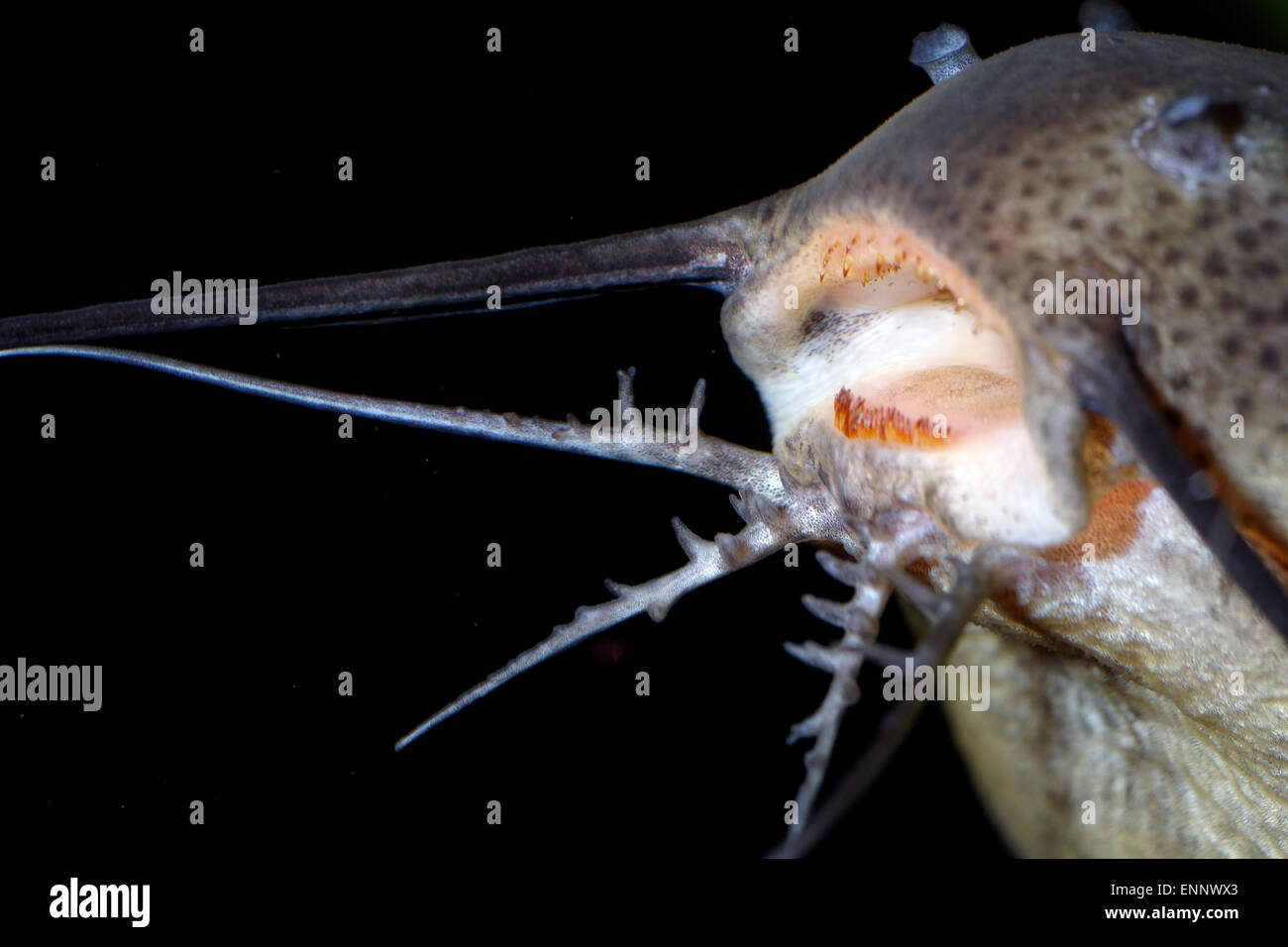 Detailed view of barbels of catfish from genus Synodontis. Stock Photo