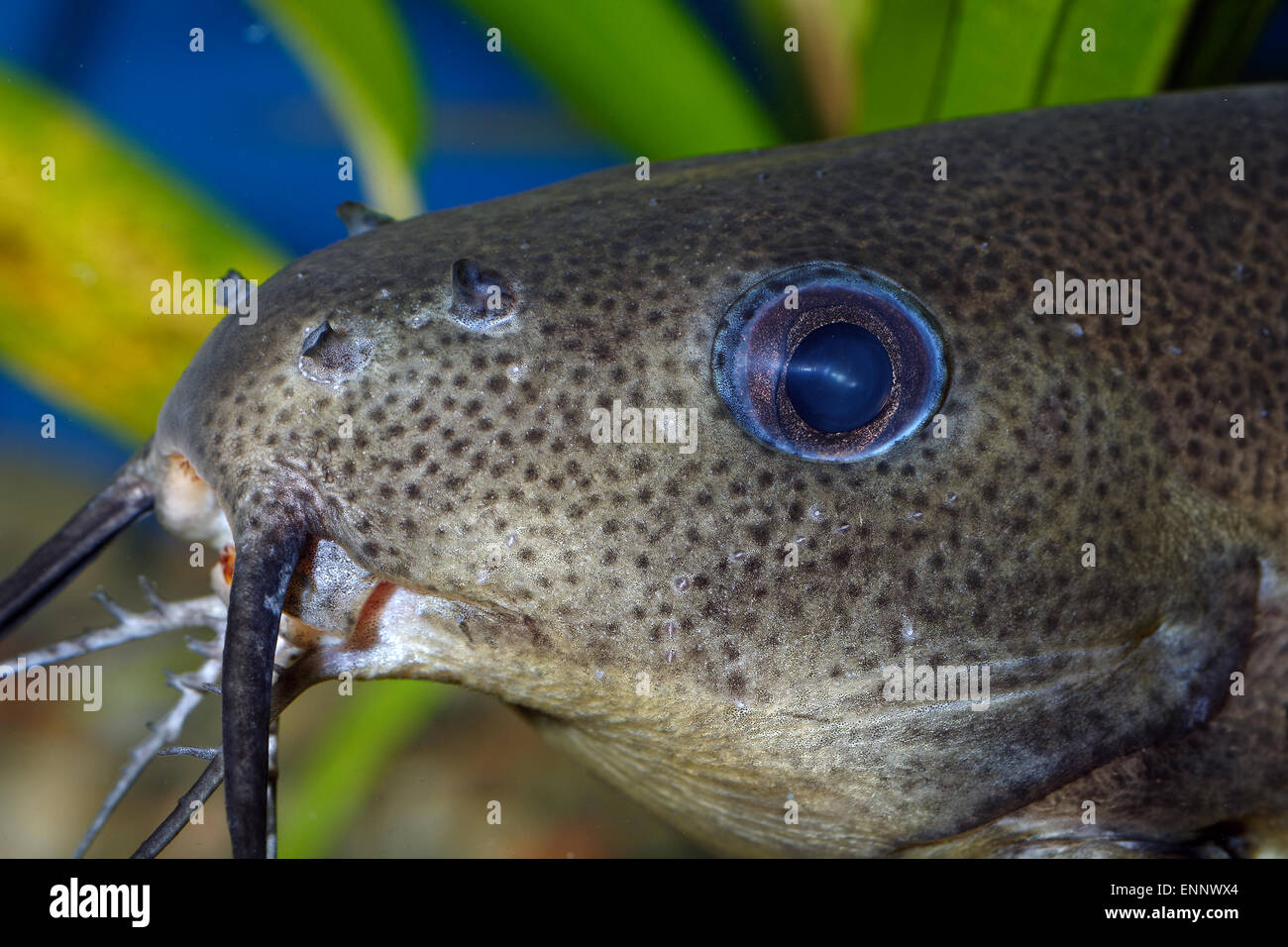 Nice detail of catfish head of genus Synodontis. Stock Photo